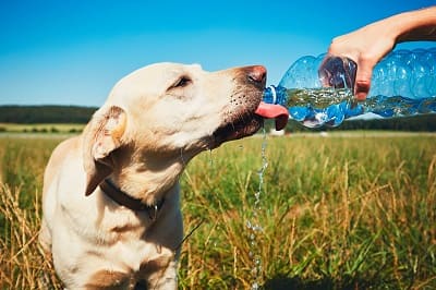 Do dogs need water like humans