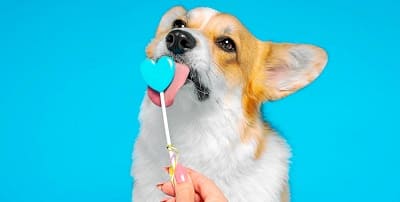 Dogs and sugar