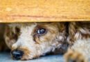 Dogs with fear, how to help them