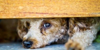 Dogs with fear, how to help them