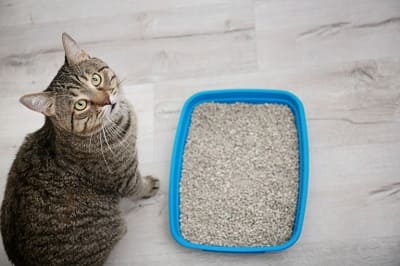 The best litter for cats