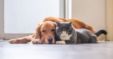 coexistence between dogs and cats