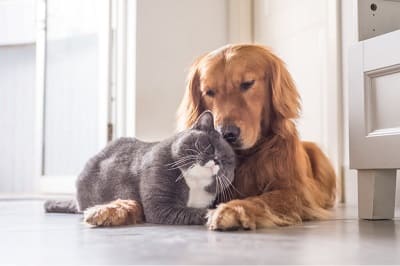 how to handle a dog and a cat in the same house
