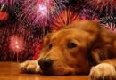 Dogs and fireworks