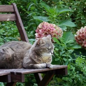 How to avoid cats to pee in the garden