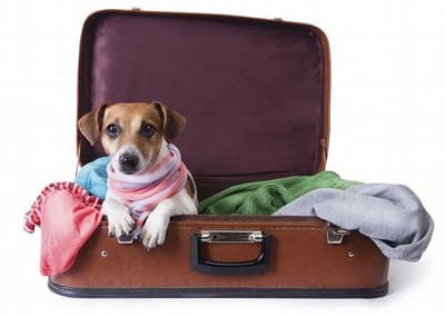 Pets and trips