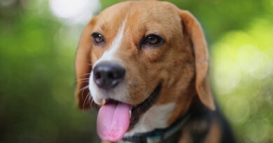 close-up-of-beagle