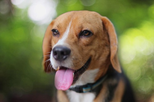 close-up-of-beagle