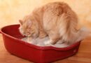 Can two cats use the same litter box?