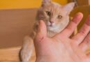 Infections a cat could cause you