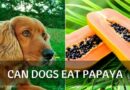 Can dogs eat papaya?