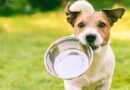 Can dogs eat chorizo?