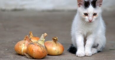 A-cat-standing-next-to-some-onions