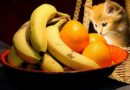 banana cats