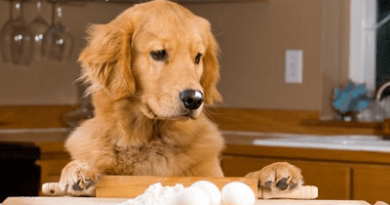 can dogs eat egg