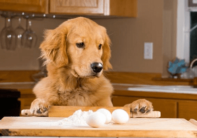 can dogs eat egg