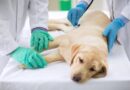 Euthanasia in Dogs