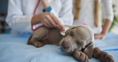 Why pets should not be medicated without veterinary supervision