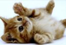 Pretty names for cats and kittens