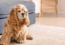 Tricks so that your dog does not urinate at home