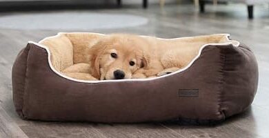 Choose your dogs bed