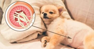 parasites in dogs