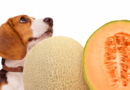 Can dogs eat melon?