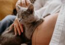 Do cats sense a woman’s pregnancy?