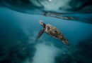 How do turtles breathe?