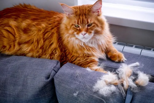 How is the shedding of hair in cats
