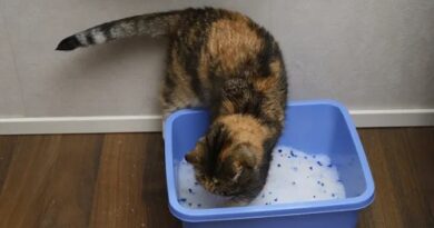 Why do cats bury their feces?