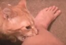 Why do cats bite ankles?