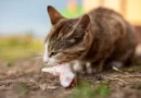 The predatory instinct that characterizes cats makes us think almost intuitively that they are carnivorous animals