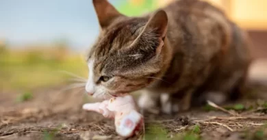 The predatory instinct that characterizes cats makes us think almost intuitively that they are carnivorous animals