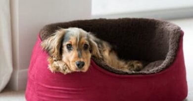 How to clean the dog bed