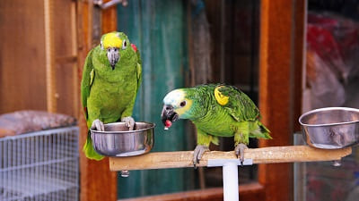 Why do parrots speak