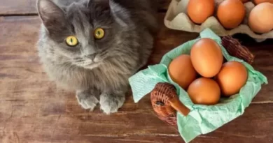 Can cats eat tortilla?
