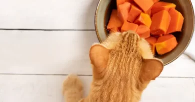 Can cats eat papaya