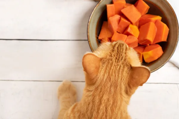 Can cats eat papaya