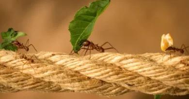 How long do worker ants live
