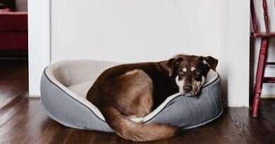 Dog on his bed