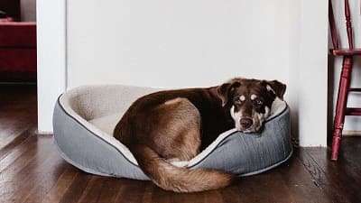 Dog on his bed