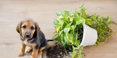 Plants that are not dangerous for your pet