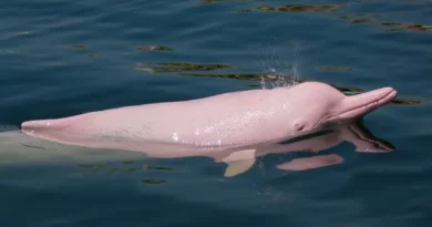 Where does the pink dolphin live?