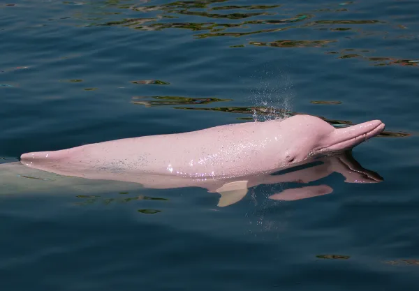 Where does the pink dolphin live?