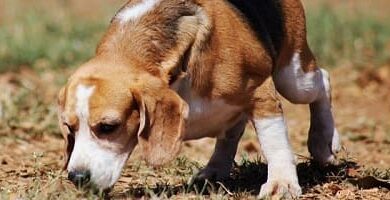 Why is it important that your dog sniffs during the walk