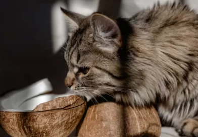 Can Cats Eat Coconut?