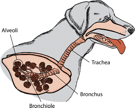 Dogs Respiratory System