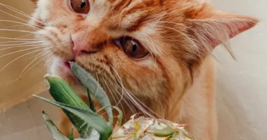 Can cats eat pineapple?
