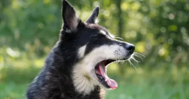 Why do dogs yawn